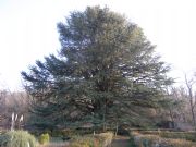 Cedro milenario. Bjar (Salamanca)